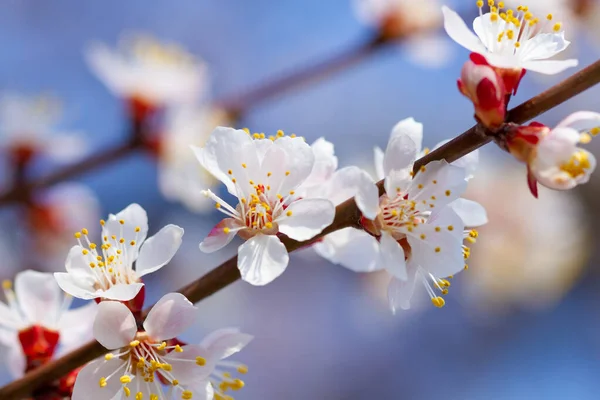 Zweig Blühender Kirschblüten Gegen Den Himmel — Stockfoto