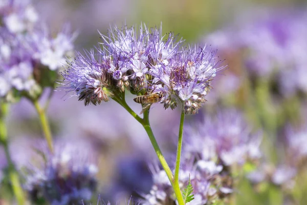 牧草地に咲くフェリシア蜂蜜の花 — ストック写真