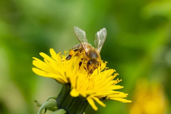 Μέλισσα Συλλέγει Νέκταρ Από Ένα Κίτρινο Λουλούδι Πικραλίδα — Φωτογραφία Αρχείου