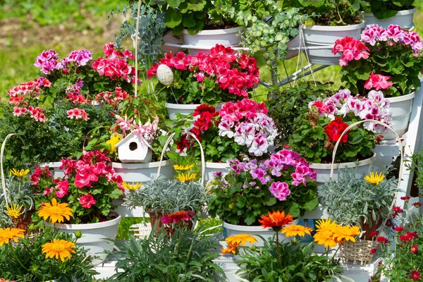 Geranium Bloemen Bloempotten Een Zomer Tuin — Stockfoto