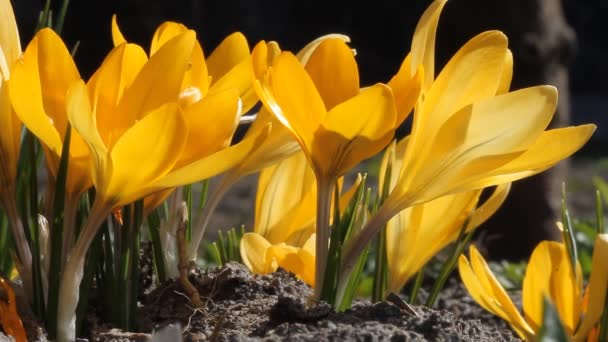 風に黄色の花を咲かせるマクロ — ストック動画