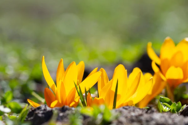 봄철에 햇빛을 받으며 오르는 노란색 크로커스 — 스톡 사진