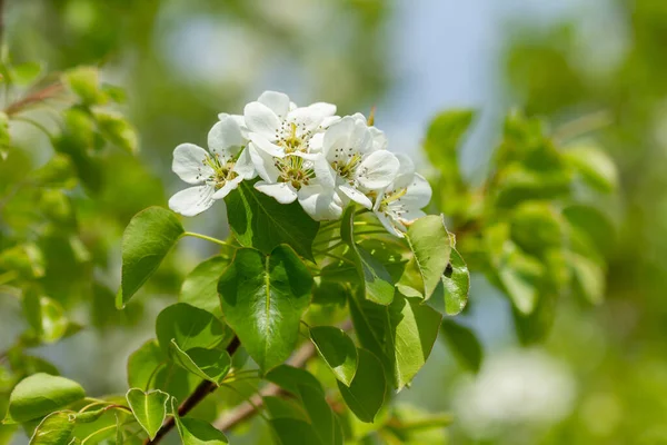 Grenen Med Päronblommor Blommade Våren — Stockfoto