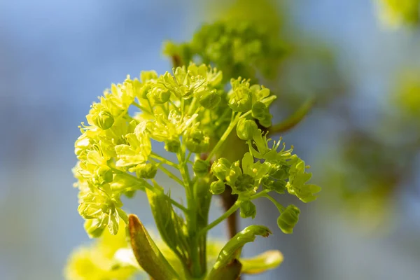 Frühlingsknospen Ahorn Vor Blauem Himmel — Stockfoto