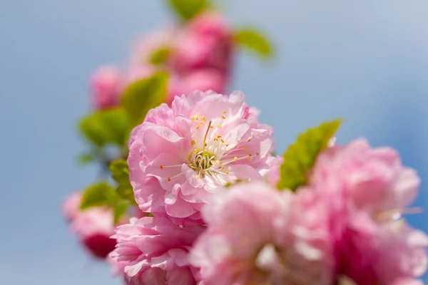 Delikata Sakura Blommor Blommade Ren Tid — Stockfoto