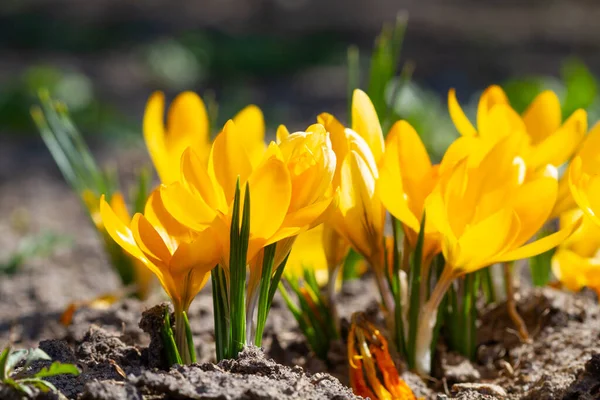 Crocos Amarelos Primavera Luz Solar Floresceu Primavera — Fotografia de Stock