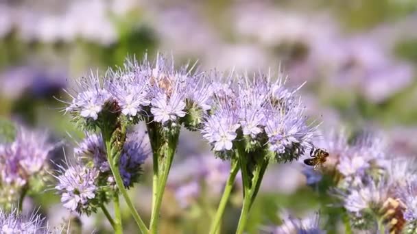Violet honey flowers phacelia and bee pollinates