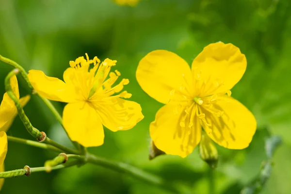 Macro Sárga Virágzó Celandine Virágok Tavasszal — Stock Fotó