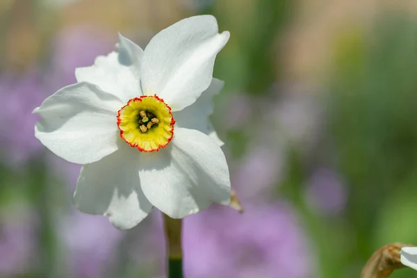 Bella Primavera Narciso Fiore Sul Backgroun Naturale — Foto Stock