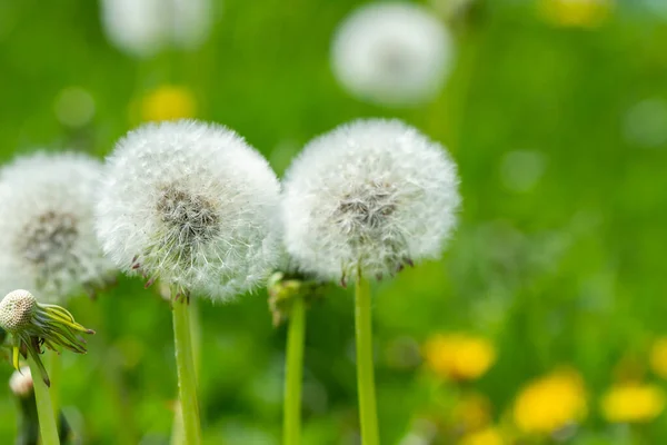 Denti Leone Uno Sfondo Erba Verde Primavera — Foto Stock