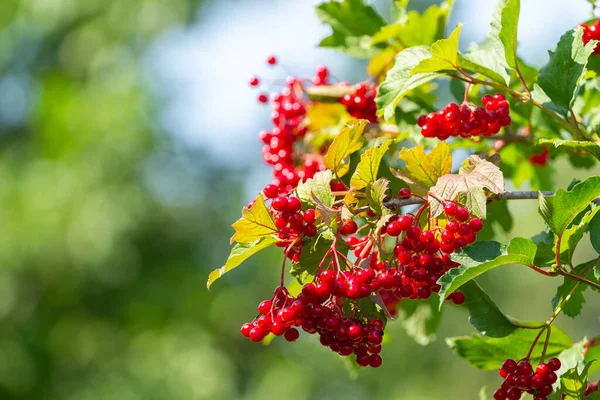 Ripe Red Berry Viburnum Branch — Stock Photo, Image