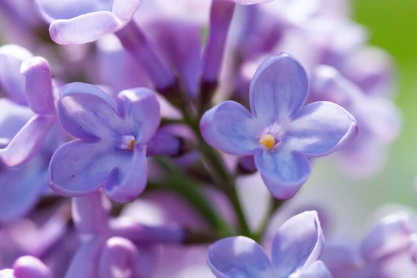 Floraison Lilas Fleurs Gros Plan Printemps — Photo