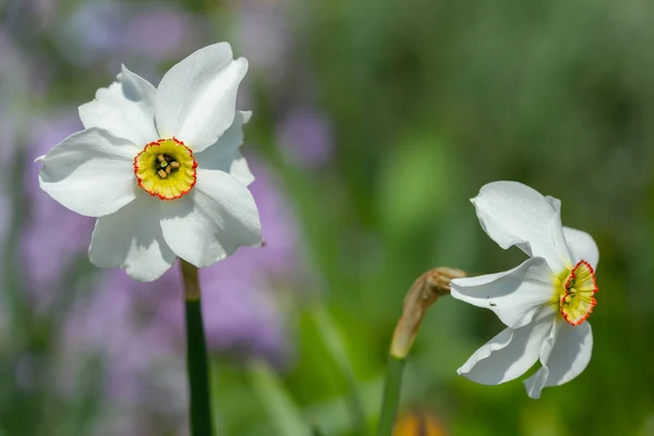 Narciso Bianco Fiorito Nel Parco Primaverile — Foto Stock