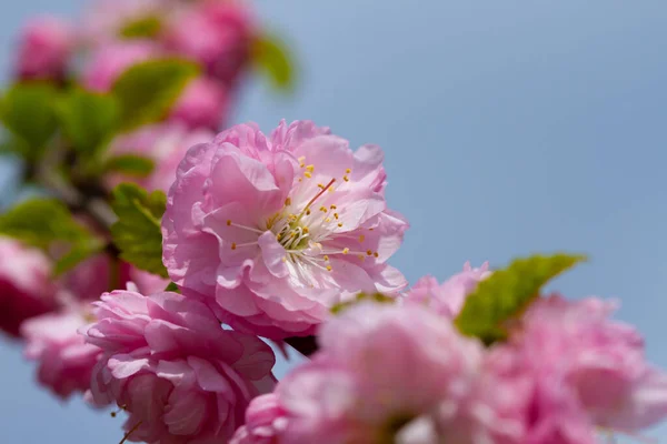 Kwitnące Kwiaty Sakury Niebie — Zdjęcie stockowe