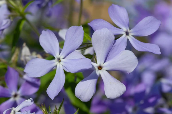 Flores Azules Primavera Florecieron Sobre Fondo Natural — Foto de Stock