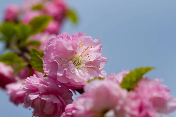 空に向かって桜の花を咲かせる ストックフォト