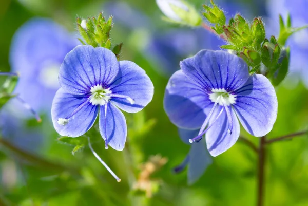 Blå Veronica Blommar Våren Supermakro — Stockfoto