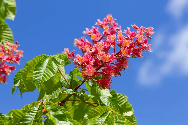 Flor Castaño Floreció Primavera Contra Cielo Azul —  Fotos de Stock