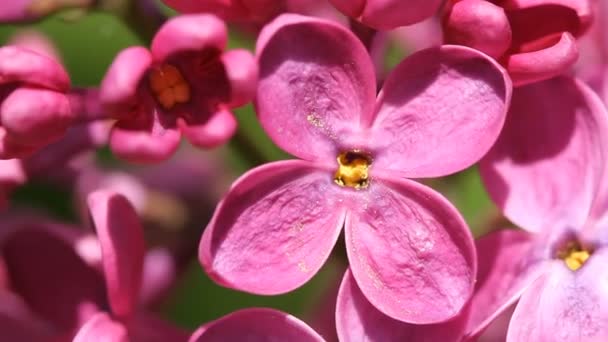 Blommande Lila Blomma Super Makro Våren Tid — Stockvideo