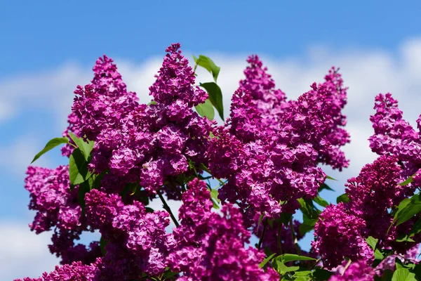 Fiori Marroni Siringa Fiorirono Primavera Contro Cielo Blu — Foto Stock