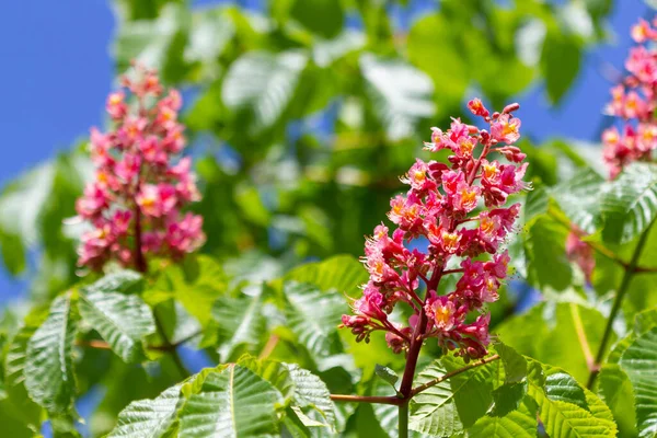 Red Blooming Chestnut Flowers Natural Spring Background — Stock Photo, Image
