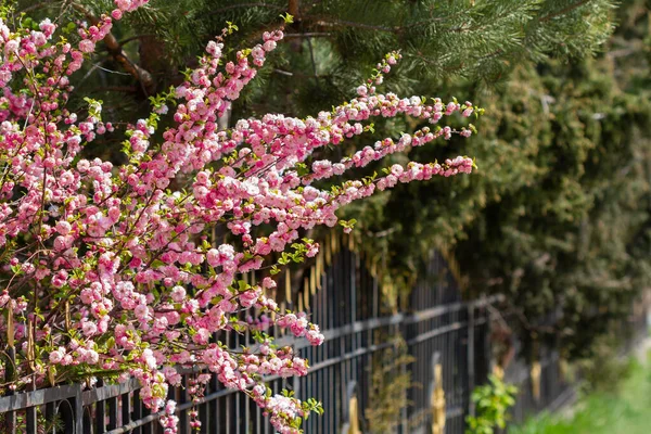 Sakura Tree Blooms Spring Fence — Stock Photo, Image