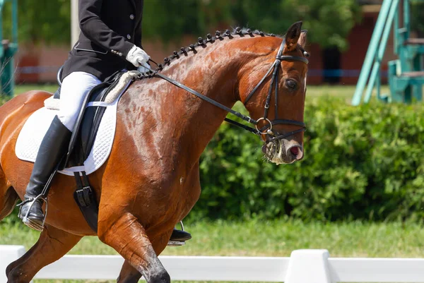 Cheval Dressage Cavalier Compétition — Photo