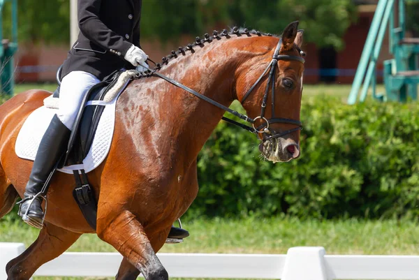 Dressage Cavallo Cavaliere Nelle Competizioni Foto Stock Royalty Free