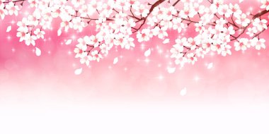 Kiraz bahar çiçek arka plan