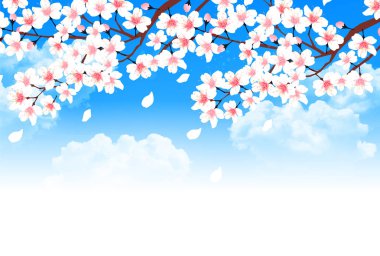 Kiraz bahar çiçek arka plan