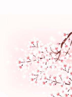 Kiraz bahar çiçek arka plan