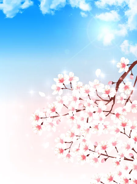 Cherry spring flower background — Stock Vector