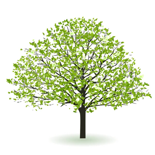 Taze yeşil ağaç yaprağı simgesi