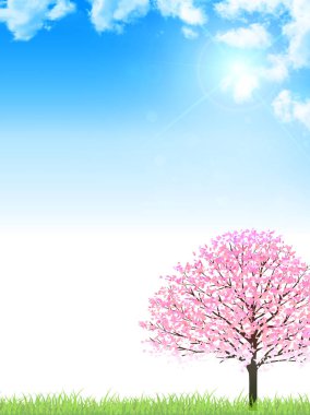 Kiraz bahar çiçek arka plan