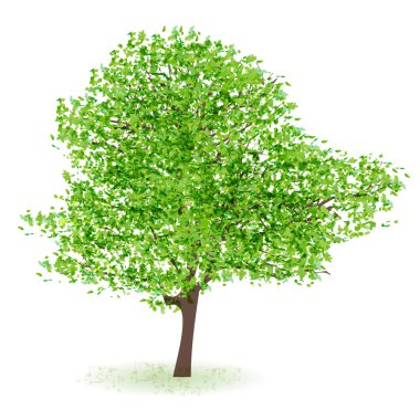 Taze yeşil ağaç yaprağı simgesi