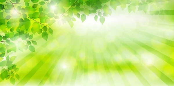 Frische grüne Baum Blatt Hintergrund — Stockvektor
