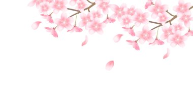 Kiraz bahar çiçek arka plan