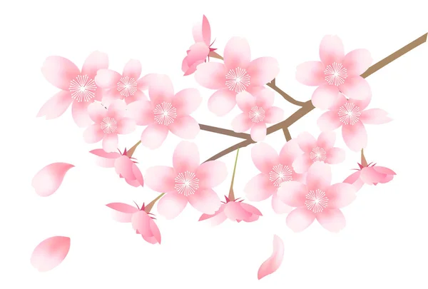 桜春の花背景 — ストックベクタ