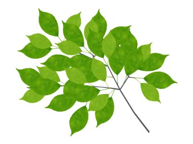 Taze yeşil yaprak yeşil simge