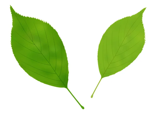 Icono verde hoja fresca verde — Vector de stock