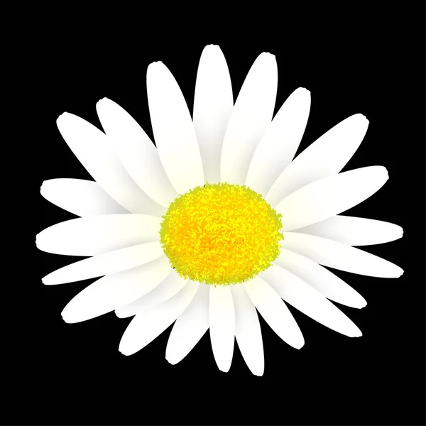 Flor Marguerite Ícone Primavera —  Vetores de Stock