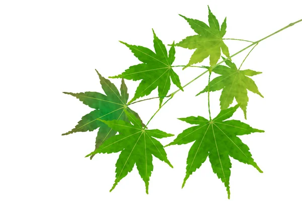 Pictogram van de verse groene blad van de esdoorn — Stockvector