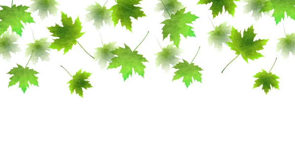 Akçaağaç taze yaprak yeşil arka plan — Stok Vektör