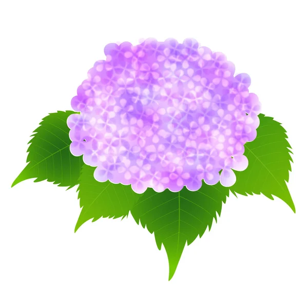 Hortensie Regenzeit Blume Symbol — Stockvektor