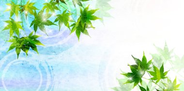 Akçaağaç yaprakları yaz arka plan