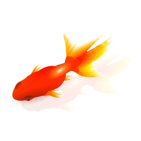 Japon balığı kırmızı yaz simgesi — Stok Vektör
