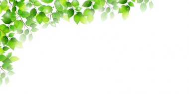 taze yeşil yapraklar bahar arkaplanı