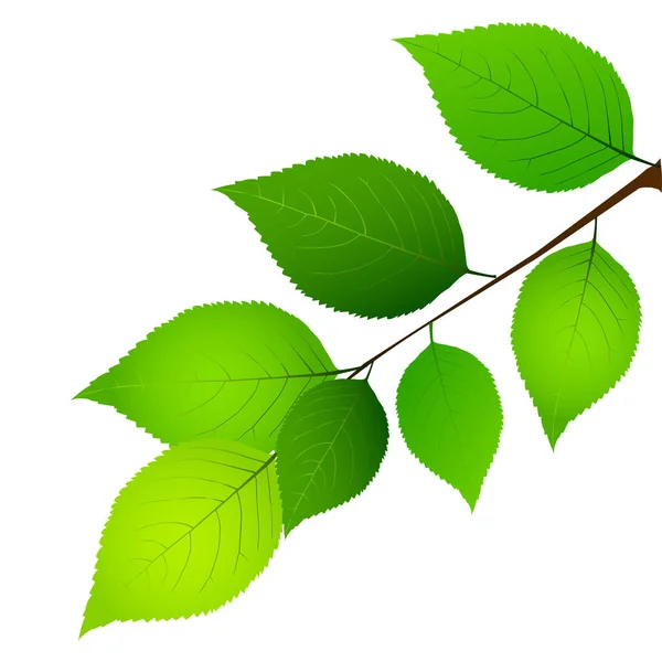 Icono verde hoja fresca verde — Vector de stock