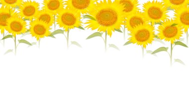 Ayçiçeği yaz çiçek arka plan