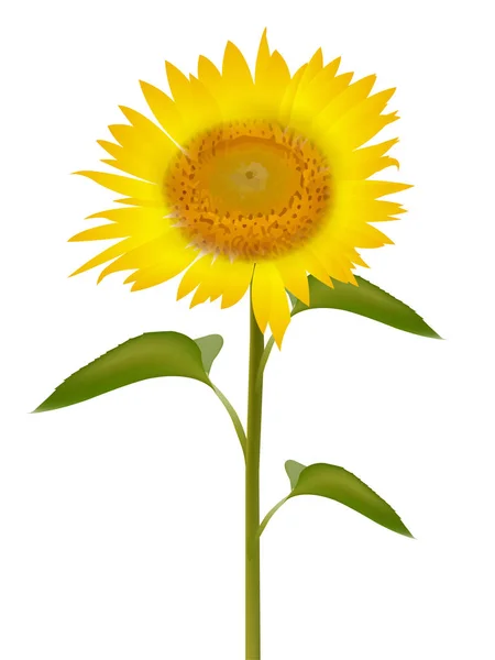 Girassol ícone de flor de verão —  Vetores de Stock